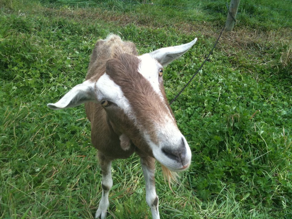 IMG_0352.thumb.jpg.5cd00acf2f2508d0cc346