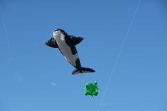 Killer whale