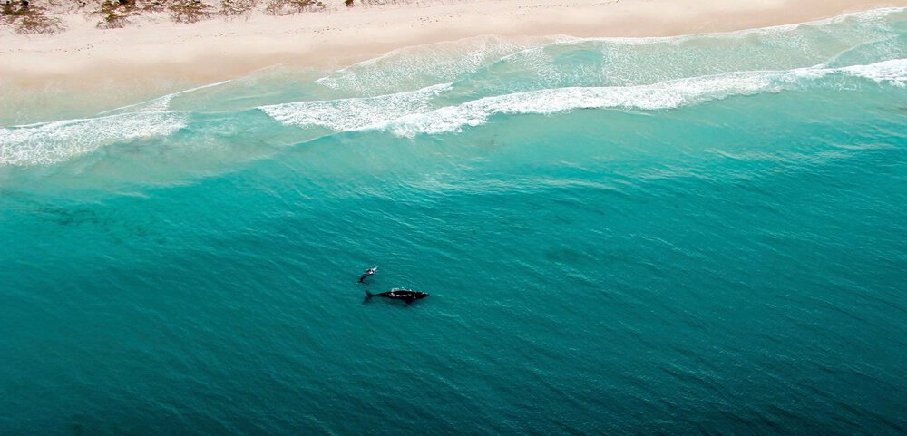 Whale_and_calf..thumb.jpg.99cb239551dc12