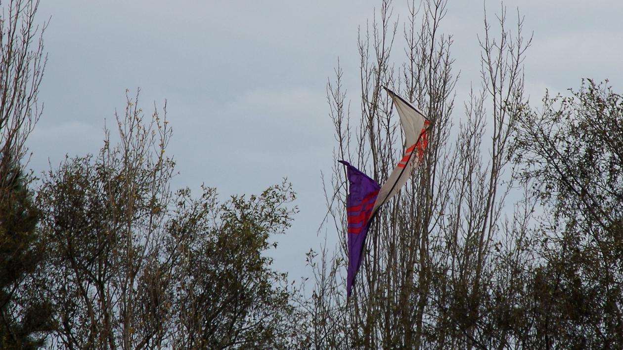 large.Deltas_in_trees.jpg.2d340ebfab9d79