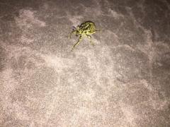 Different kind of beach bug