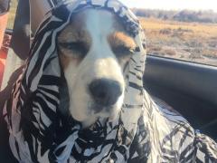 The Sheik from Scrubby Creek