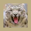 SnowLeopard